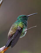 Snowy-bellied Hummingbird