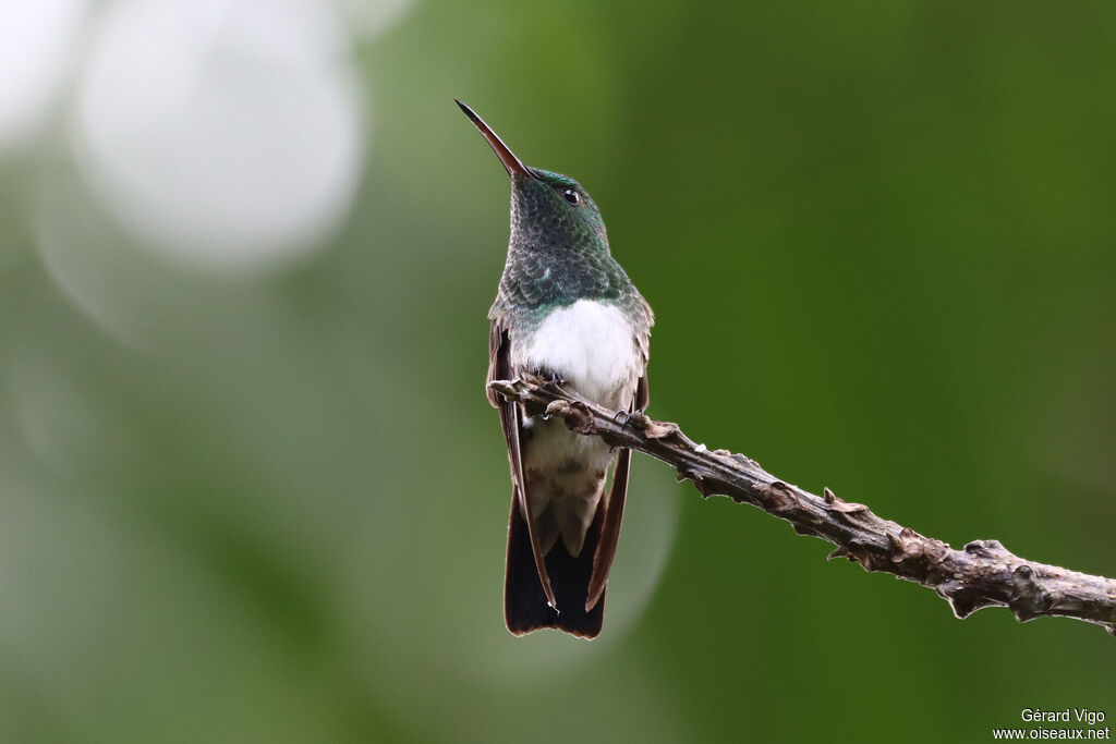 Snowy-bellied Hummingbirdadult