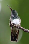 Snowy-bellied Hummingbird