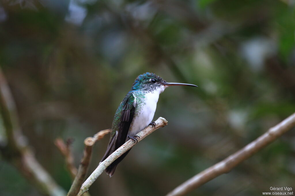 Andean Emeraldadult