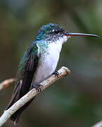 Andean Emerald