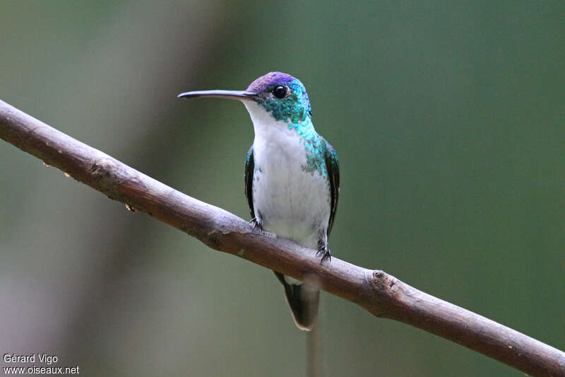Andean Emerald male adult, identification