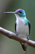 Andean Emerald