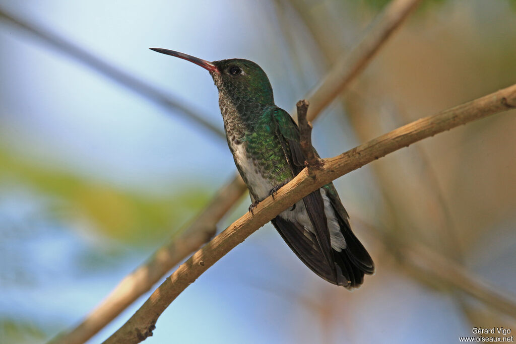 Glittering-throated Emeraldadult