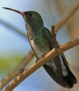 Glittering-throated Emerald