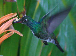 Glittering-throated Emerald