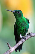 Steely-vented Hummingbird