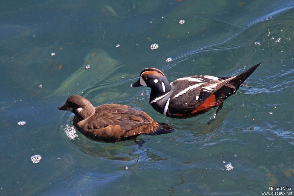 Harlequin Duckadult breeding, swimming