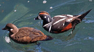 Harlequin Duck