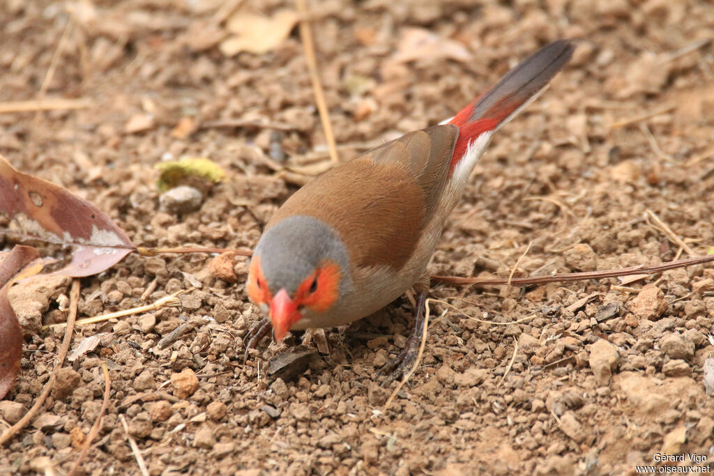 Orange-cheeked Waxbilladult