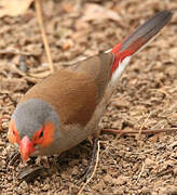 Orange-cheeked Waxbill