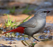 Lavender Waxbill