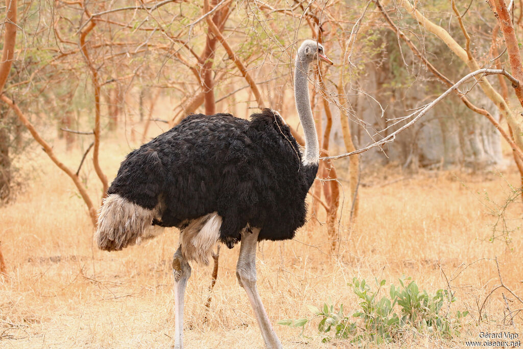 Autruche d'Afrique mâle adulte