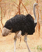 Common Ostrich