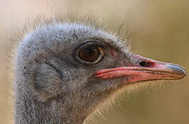 Common Ostrich