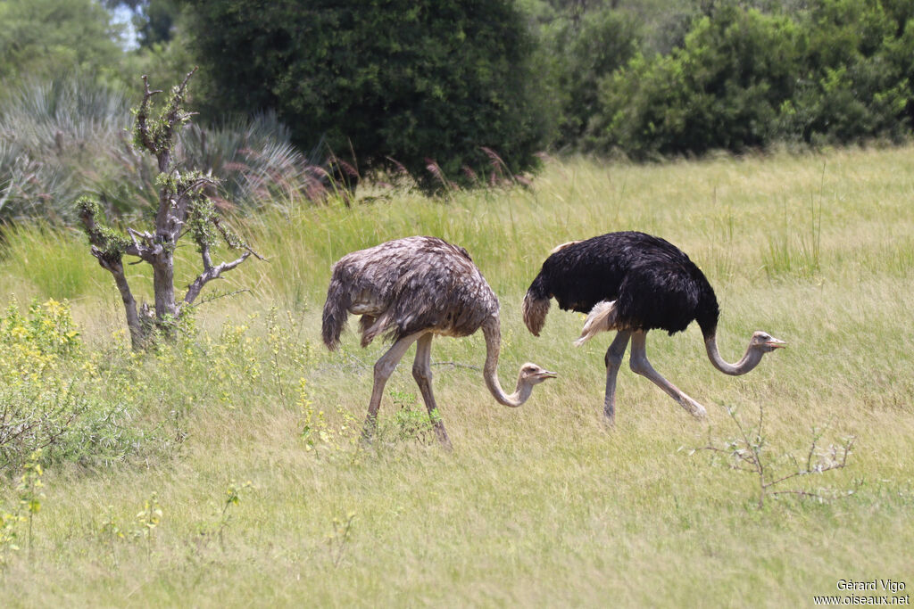 Autruche d'Afriqueadulte