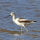 Avocette d'Amérique