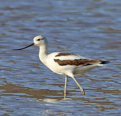 Avocette d'Amérique