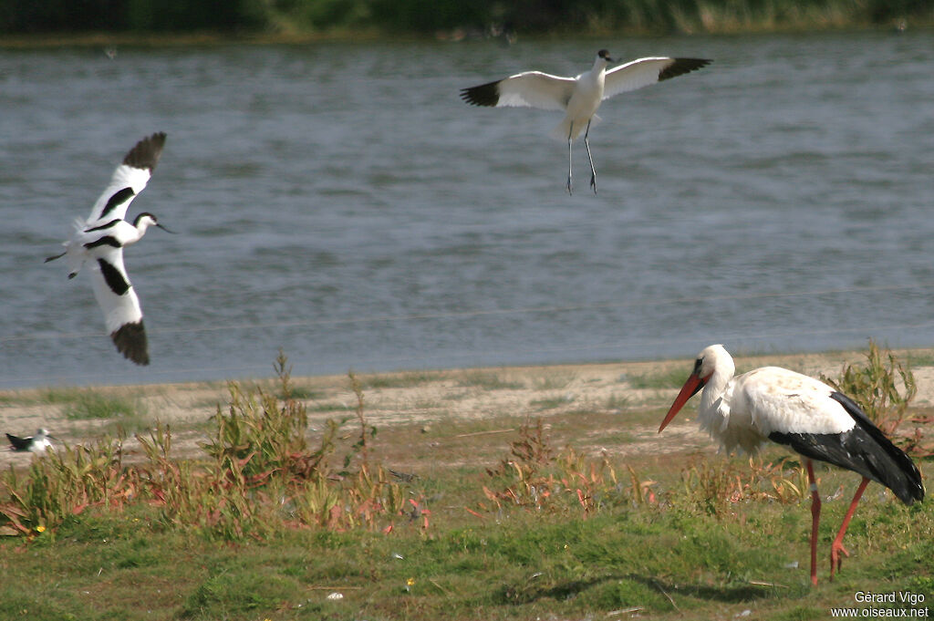 Avocette éléganteadulte, Vol