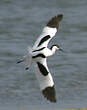 Avocette élégante