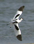 Avocette élégante