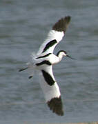 Avocette élégante