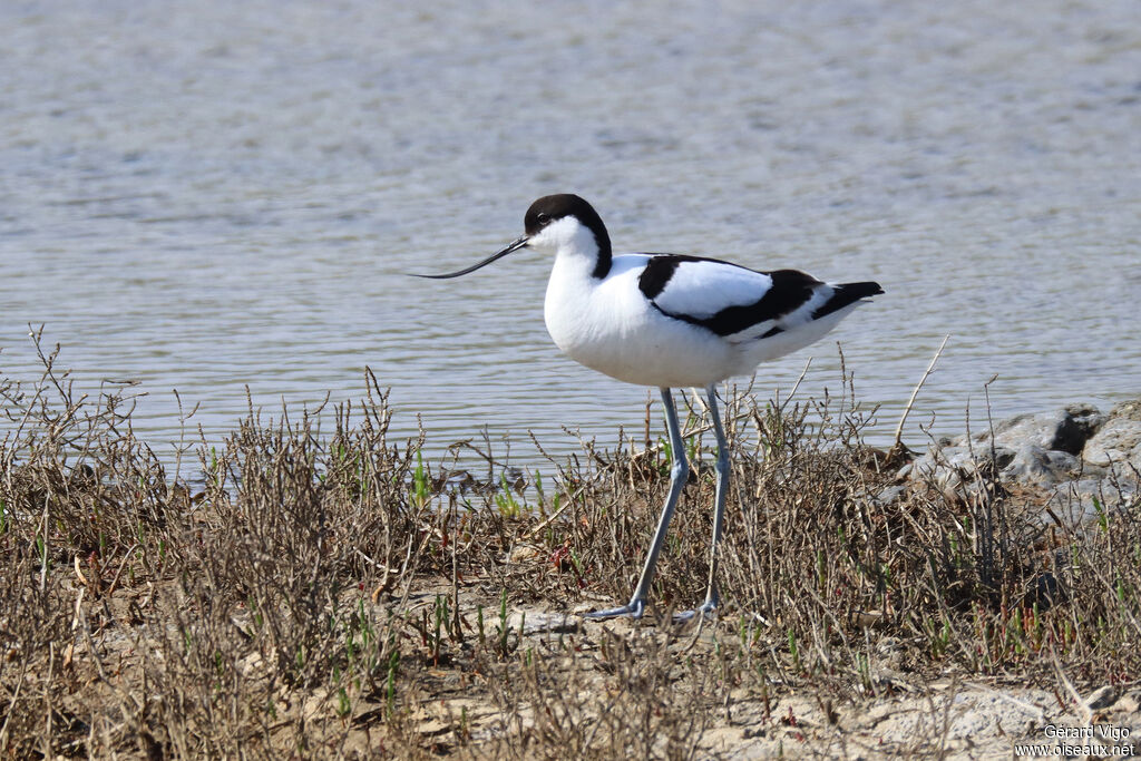 Avocette éléganteadulte