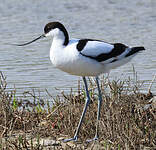 Avocette élégante