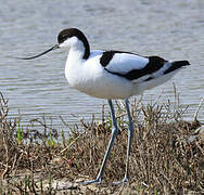 Pied Avocet