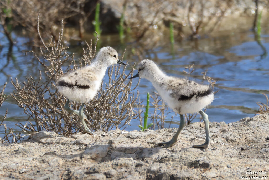 Avocette élégantePoussin