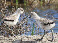 Avocette élégante