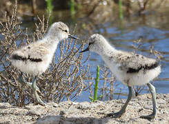 Pied Avocet