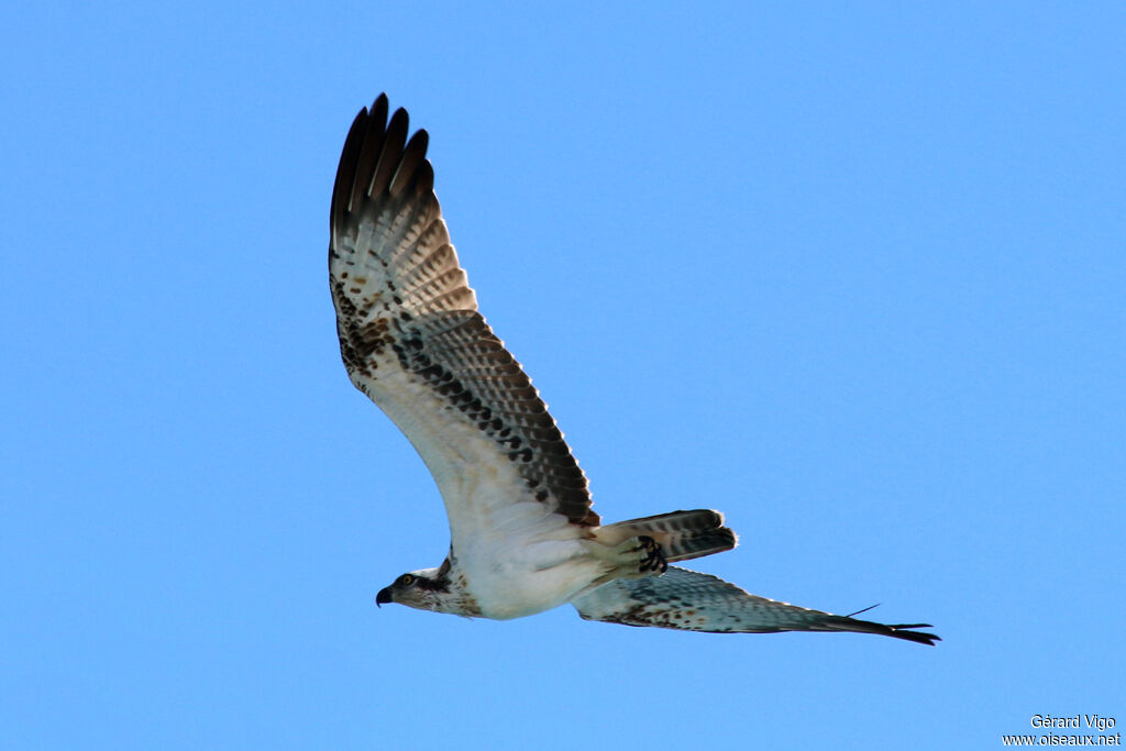 Balbuzard pêcheuradulte