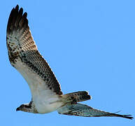 Western Osprey