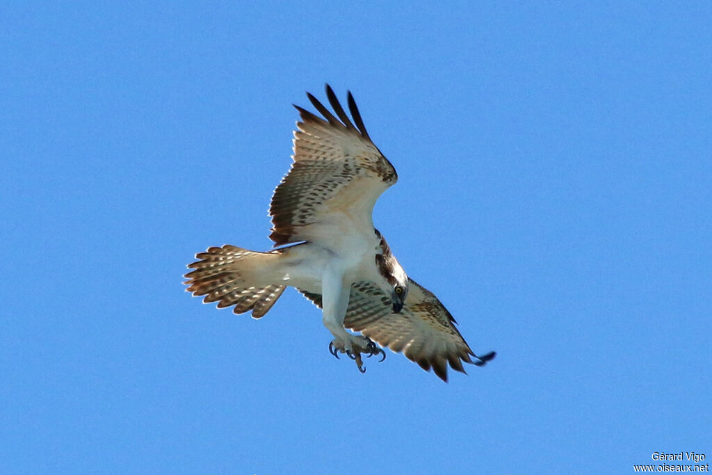 Western Ospreyadult