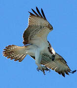 Western Osprey