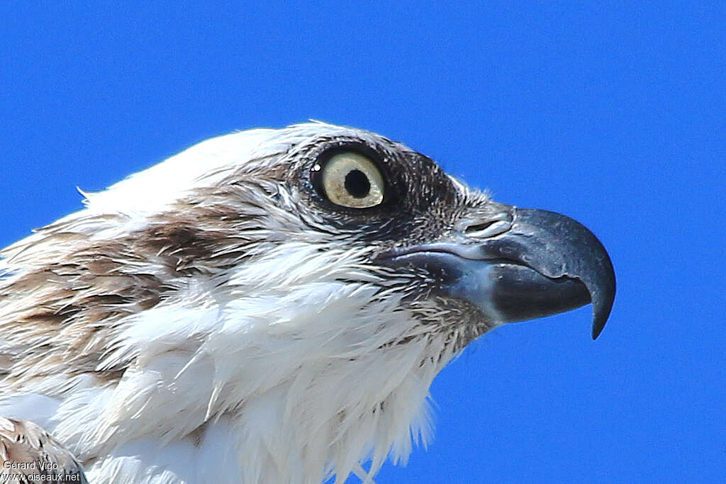 Western Ospreyadult, close-up portrait