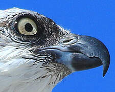 Western Osprey