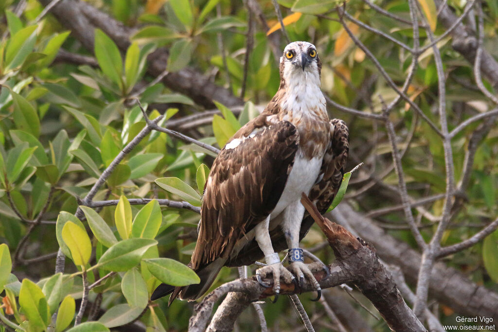 Western Ospreyadult