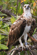 Western Osprey