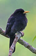 Yellow-billed Nunbird