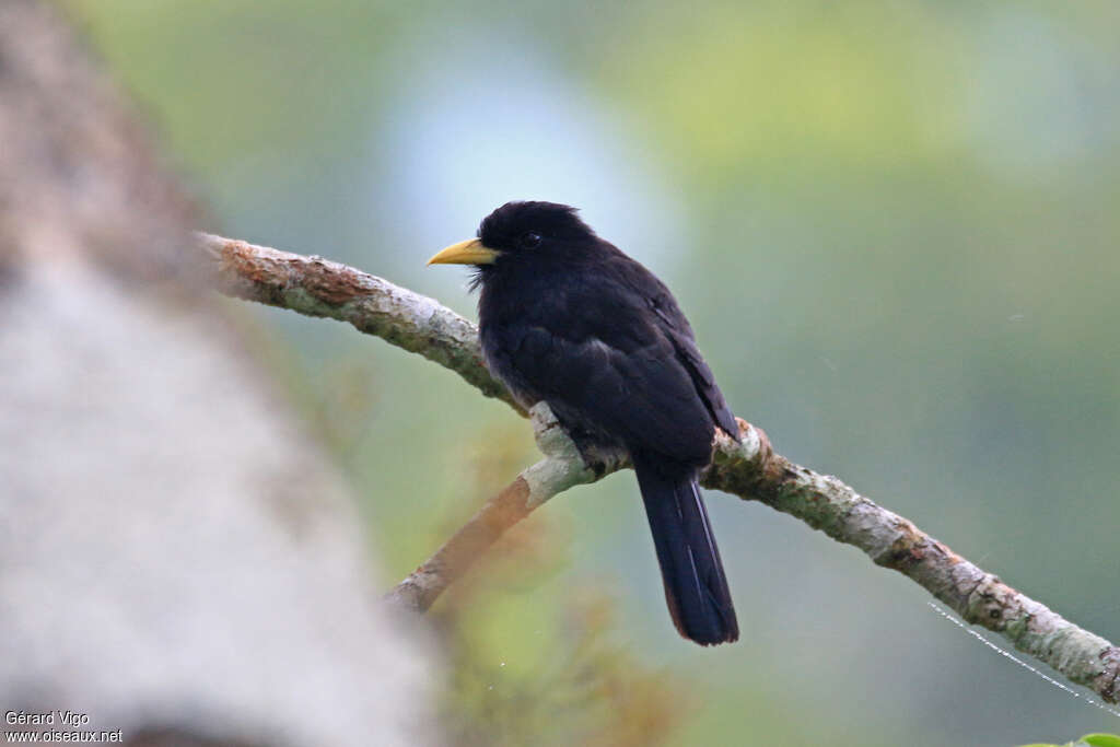 Yellow-billed Nunbirdadult, identification