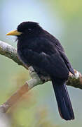 Yellow-billed Nunbird