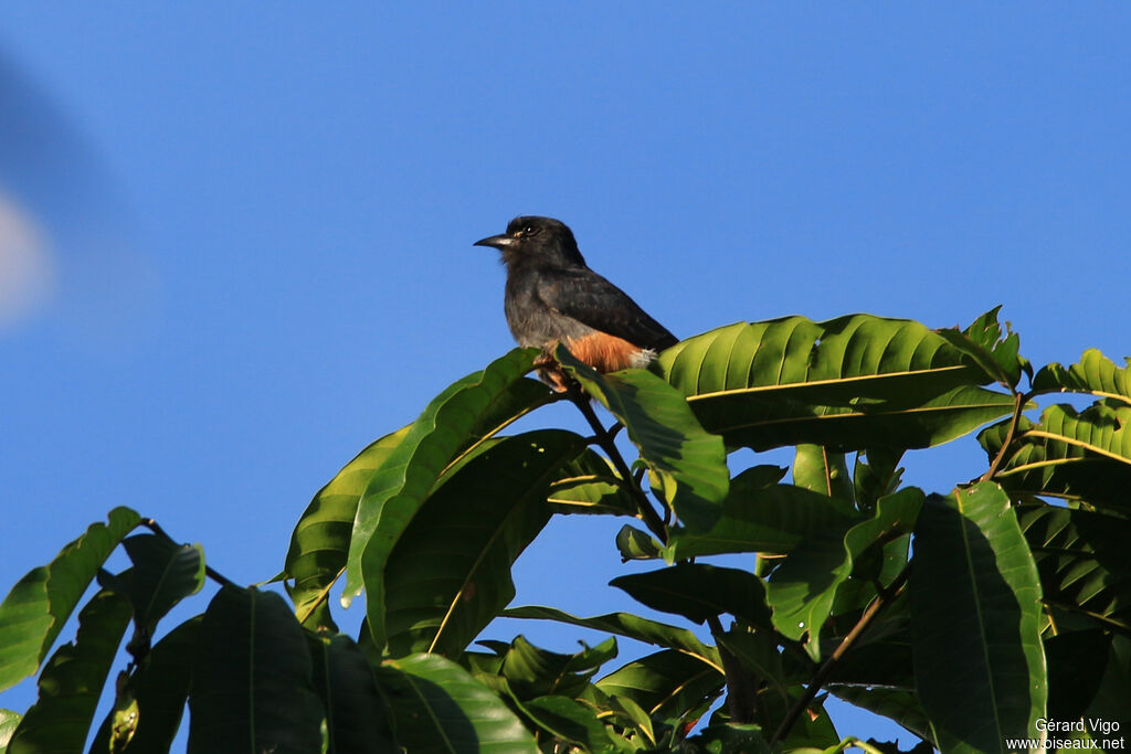 Swallow-winged Puffbirdadult