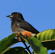 Swallow-winged Puffbird