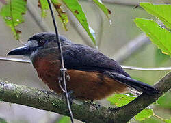 White-faced Nunbird