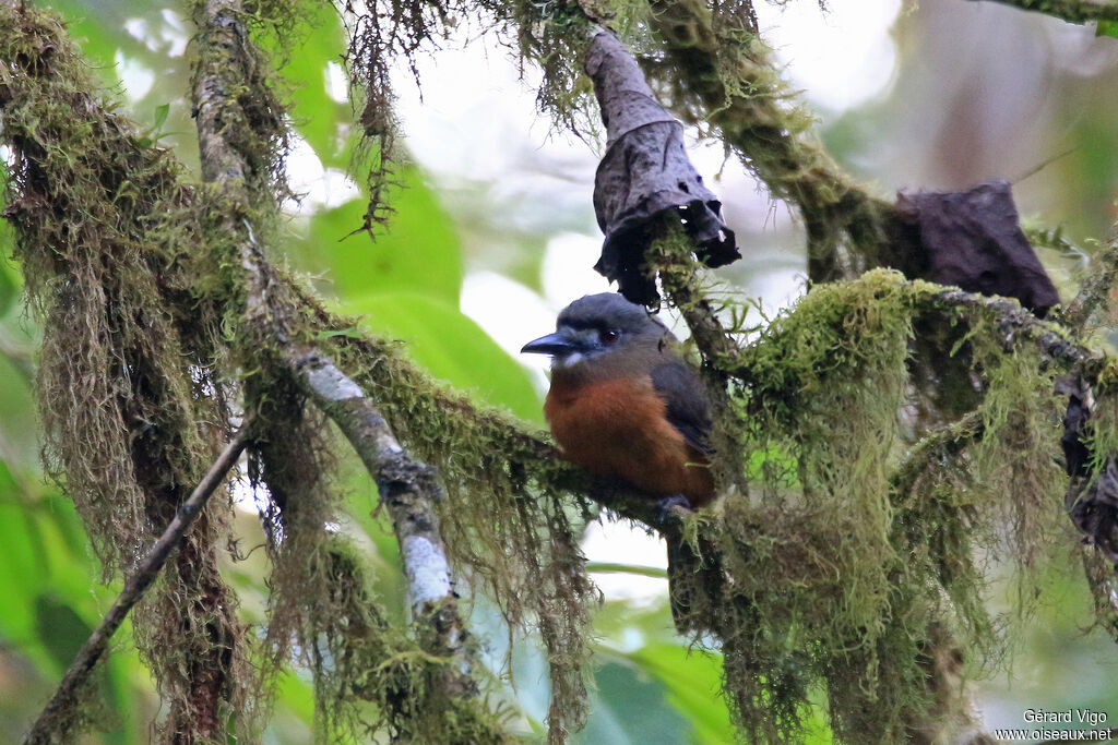 White-faced Nunbirdadult