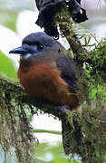 White-faced Nunbird