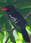 Black Nunbird