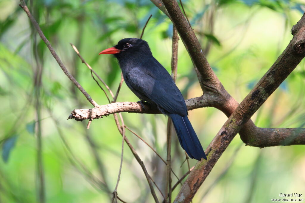 Black-fronted Nunbirdadult